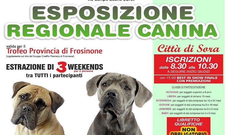 esposizione canina...