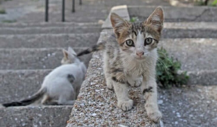 gatti-randagi......