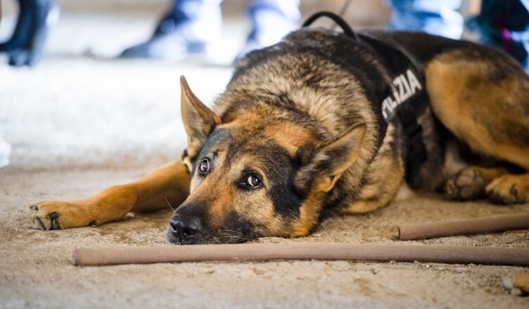 cane polizia