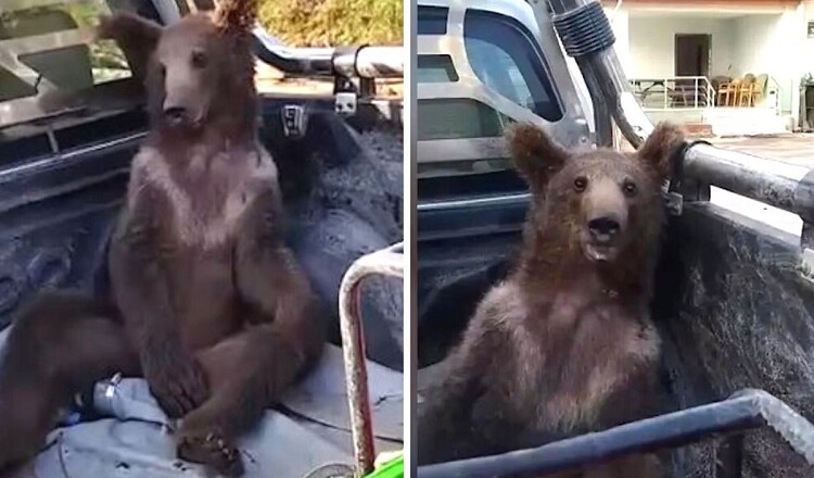 orso-ubriaco
