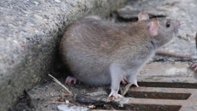 topo ratto