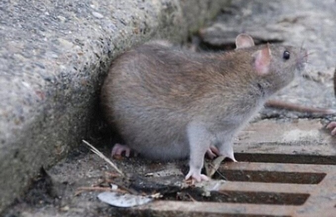 topo ratto