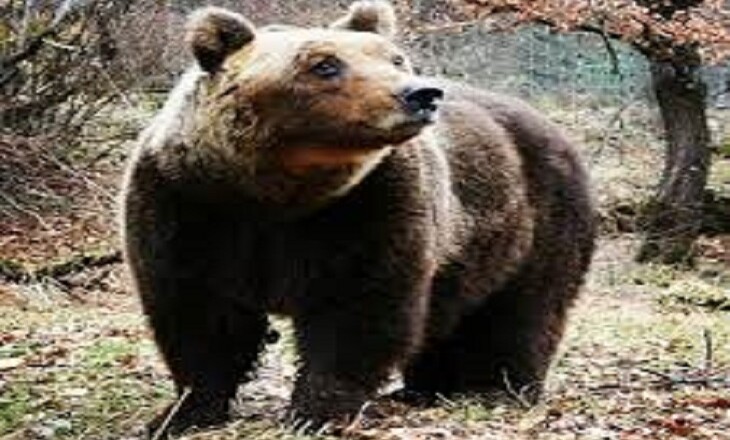 orso marsicano