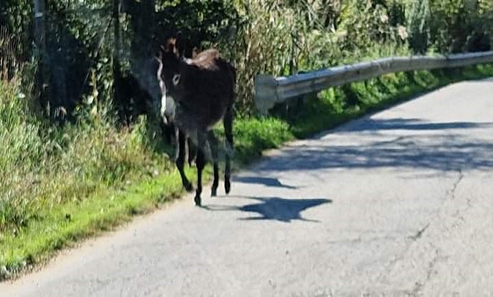 asinello