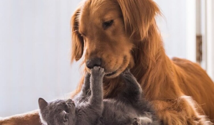 convivenza cane gatto...