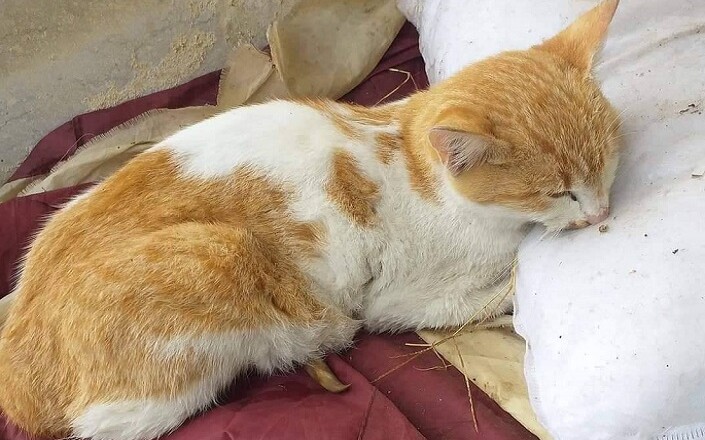 GATTO AVVELENATO