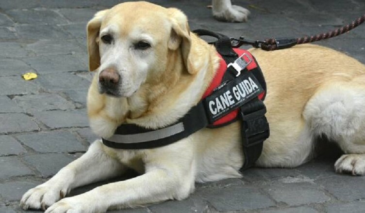 cane-guida