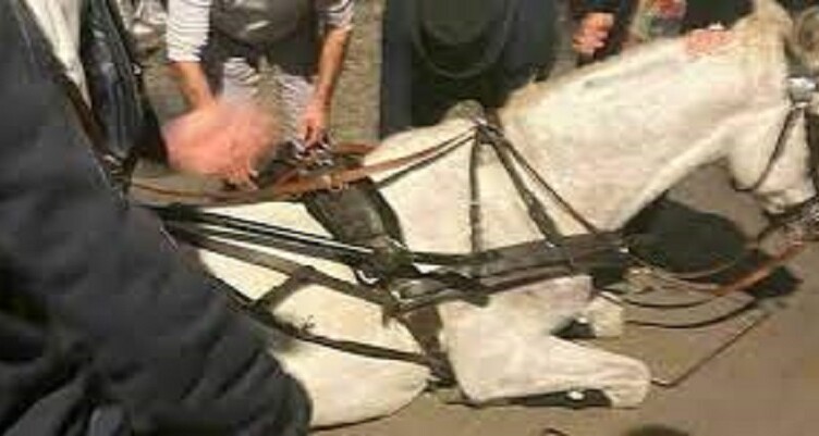 cavallo stremato