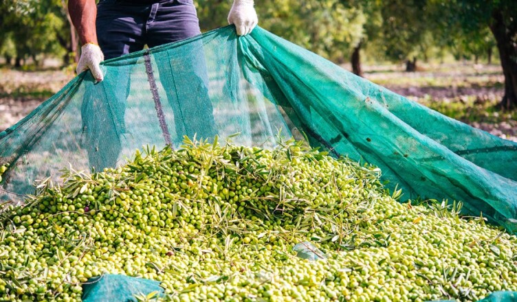 raccolta-delle-olive...