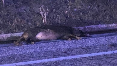cinghiale morto