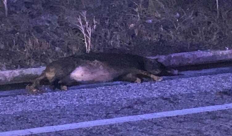 cinghiale morto