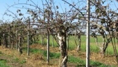 moria-kiwI....