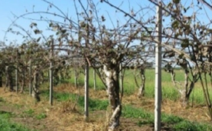 moria-kiwI....