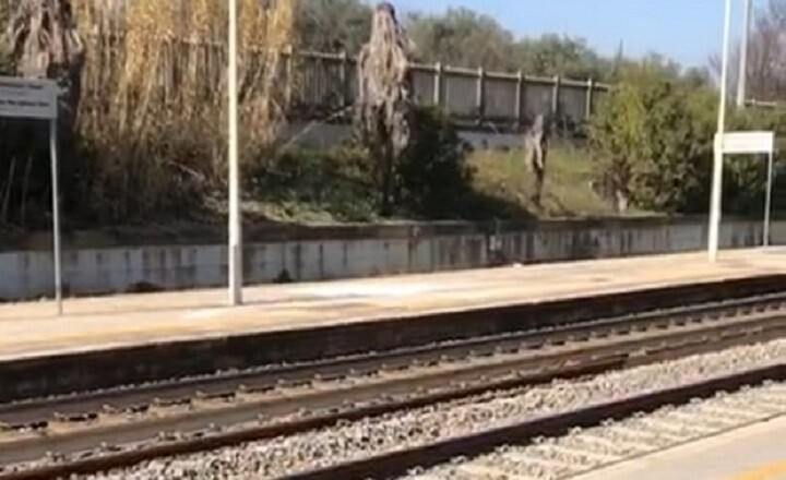 7232809_15122548_morta_stazione_alba_33