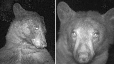 SELFIE orso