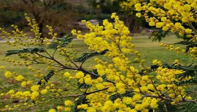 thumbnail_La selva mimose 1