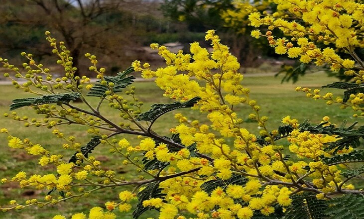 thumbnail_La selva mimose 1
