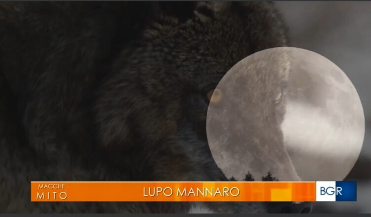 lupo mannaro....