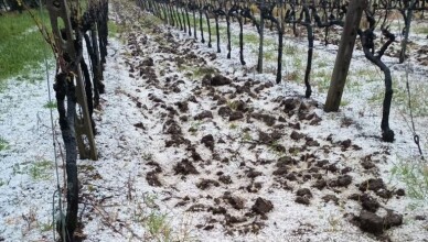 GRANDINE DISTRUGGE FRUTTA E ORTAGGI