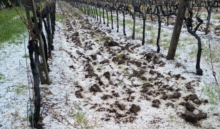 GRANDINE DISTRUGGE FRUTTA E ORTAGGI