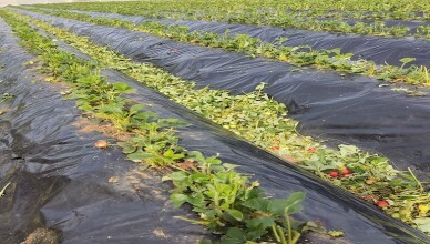 GRANDINE INGENTI DANNI A TERRACINA E FONDI
