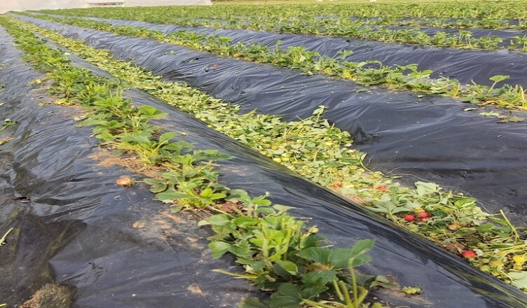 GRANDINE INGENTI DANNI A TERRACINA E FONDI