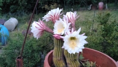 cactus fiori...