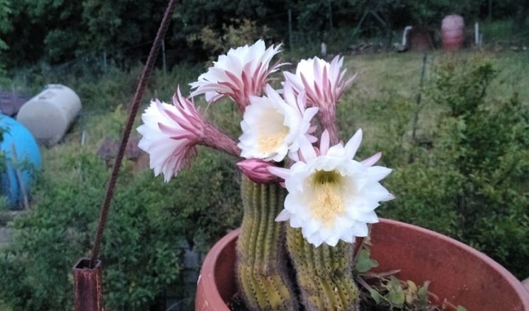 cactus fiori...