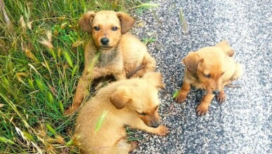 cuccioli abbandonati fontana liri