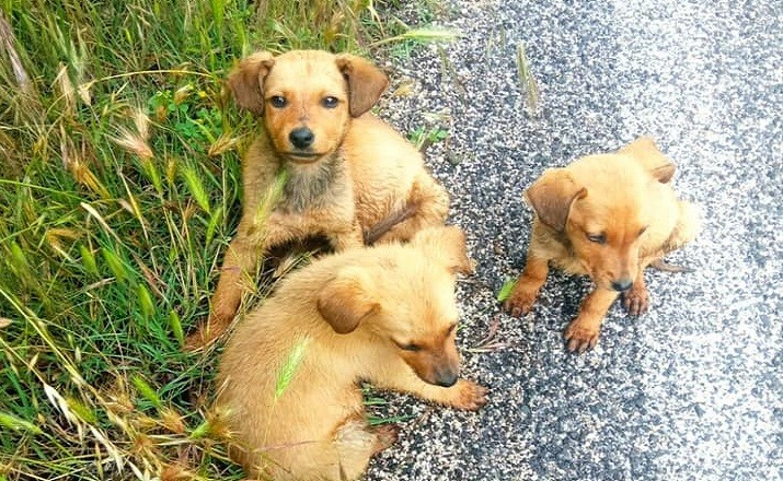 cuccioli abbandonati fontana liri