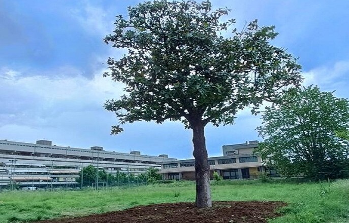 magnolia selva pianA FR