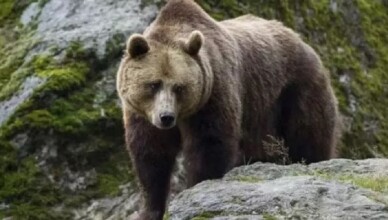 orso orsa