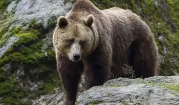orso orsa