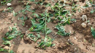 DANNI CAUSATI ALL’AGRICOLTURA DAL NUBIFRAGIO