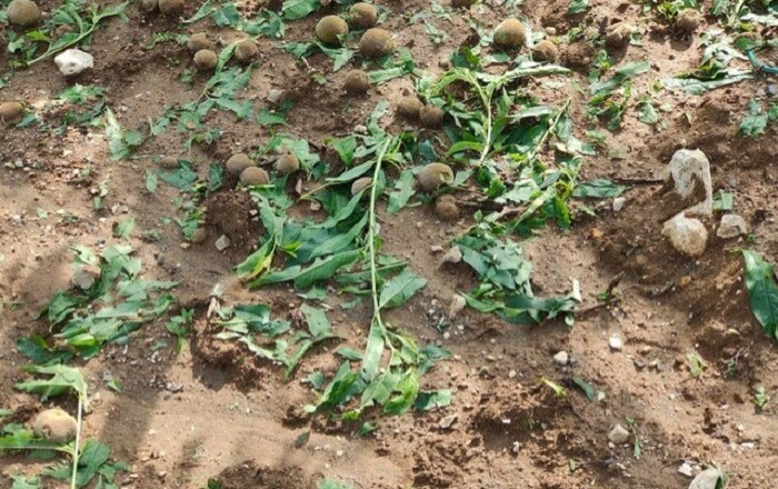 DANNI CAUSATI ALL’AGRICOLTURA DAL NUBIFRAGIO