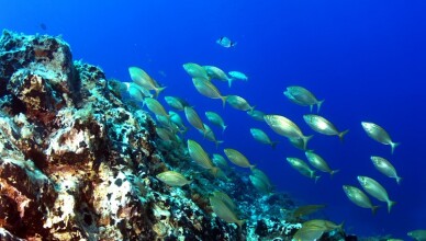Giornata Mondiale degli Oceani 2023