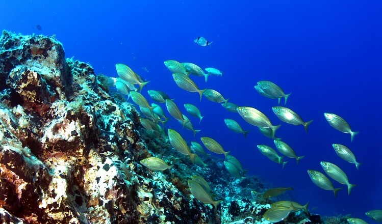 Giornata Mondiale degli Oceani 2023