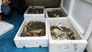 La Polizia di Stato sequestra granchi di mare