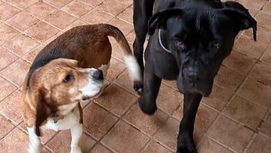 cani scomparsi san rocco sora...