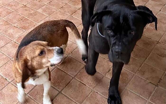 cani scomparsi san rocco sora...