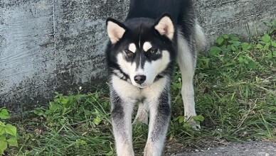 cucciolo husky