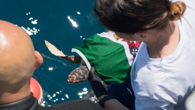 tartaruga marina della specie Caretta Caretta