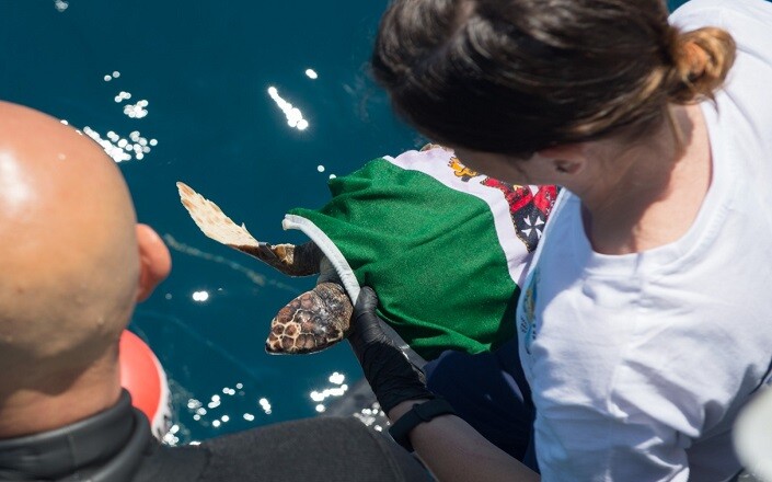 tartaruga marina della specie Caretta Caretta
