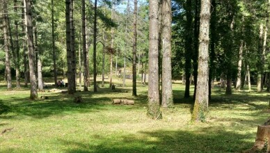 pineta di Campello