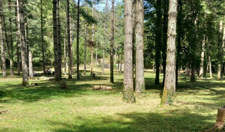 pineta di Campello