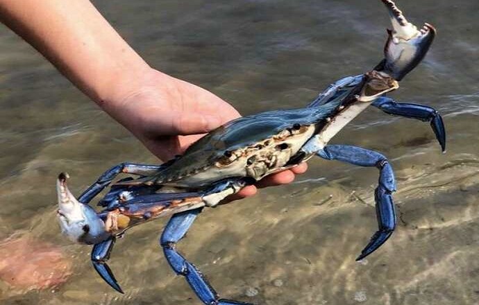 Granchio blu
