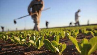 agricoltura...