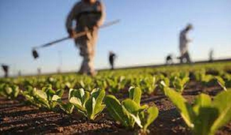 agricoltura...