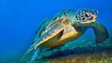 tartarughe marine (Caretta caretta)