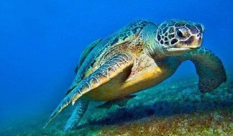 tartarughe marine (Caretta caretta)